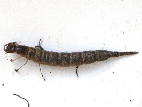 Cybister lateralimarginalis